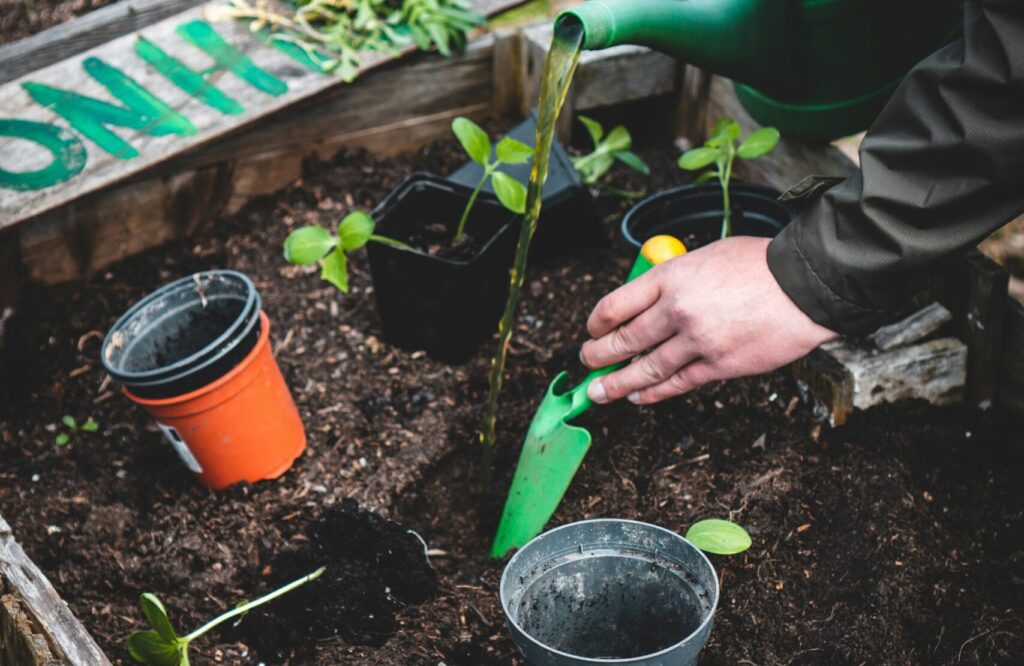 A person plants sprouts in a backyard garden